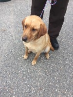 Two Labs Were Found In Clearwater Wednesday Morning